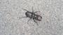 Stag Beetle 
